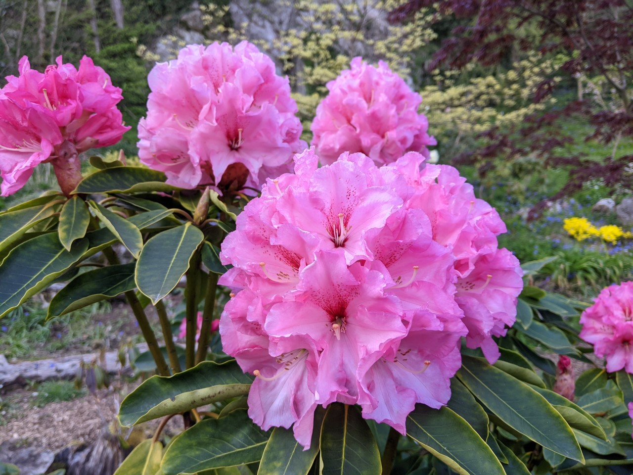 Unnamed hybrid seedling